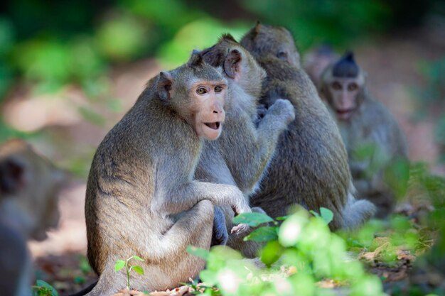 บทความน่าสนใจเกี่ยวกับ simian malaria